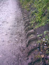 Backdale April 2009