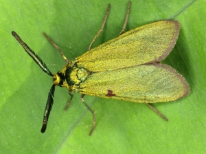 Cistus Forrester moth