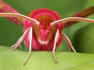 Small Elephant Hawk Moth