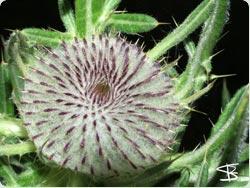 Woolly Headed Thistle